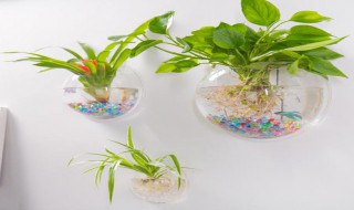 怎么做挂墙花盆 怎么做挂墙花盆视频