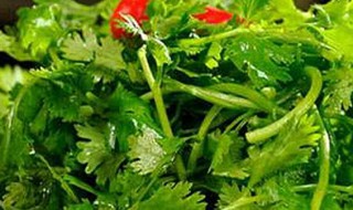 香菜的保存好方法 香菜的最佳保存方法