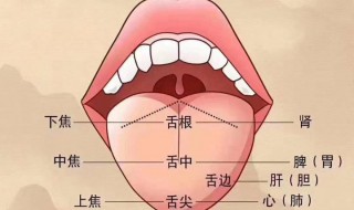正确的刮舌苔方法（正确刮舌苔方法完整图）