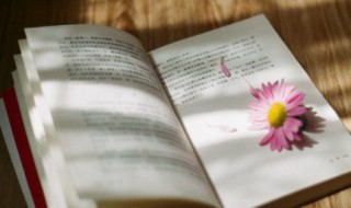 文艺励志短句小清新（文艺清新的励志短句）