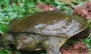 钓甲鱼的最佳方法 钓甲鱼最好的方法
