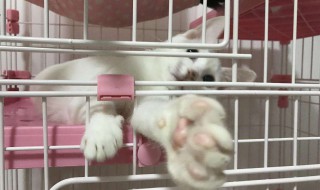猫咪托运怎么解决吃饭 猫咪托运到家后不吃饭