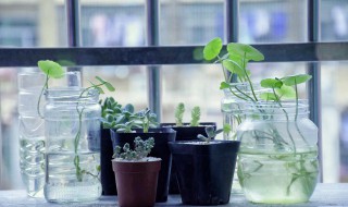 氨基酸对植物的功效与作用 氨基酸对植物的功效与作用是什么