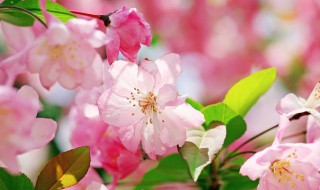 送老师送什么花（送老师送什么花合适）