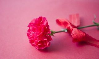 教师节可以送些什么花 教师节应该送什么花好