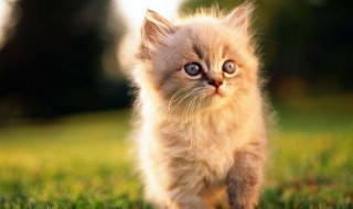 猫绝育的好处 猫咪做绝育的最佳时间
