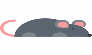 老鼠会游泳吗 老鼠会游泳吗?老鼠会淹死吗?