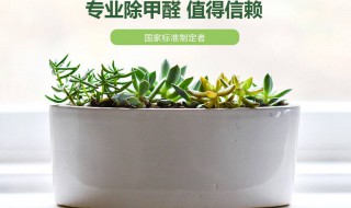 除甲醛最可靠的方法（除甲醛最可靠的方法）