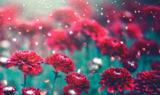 鲜花保存方法小妙招 鲜花保存技巧