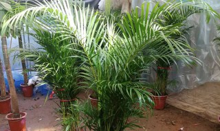 夏天养什么绿植比较好室内（夏天养什么绿植比较好室内还是室外）
