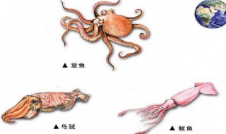 八爪鱼和鱿鱼的区别 八爪鱼和墨鱼的区别