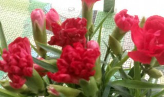 红色康乃馨花语（红色康乃馨花语和寓意可以摆在家里吗）