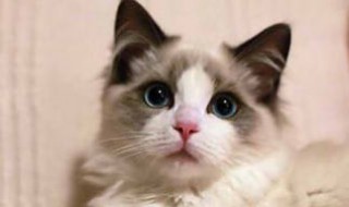 做梦梦见猫（做梦梦见猫咬自己是什么意思）