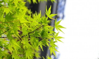翻开以前照片心情短语（看老照片心情的8个字）