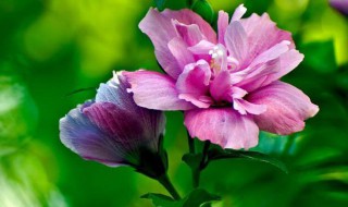 木槿花怎么养（木槿花怎么养殖）