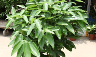 平安树怎样养（平安树怎么养才茂盛）