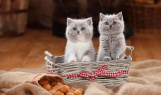 猫怎么养（猫怎么养才粘人）