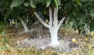 果树涂白的作用是什么（果树涂白有什么作用）