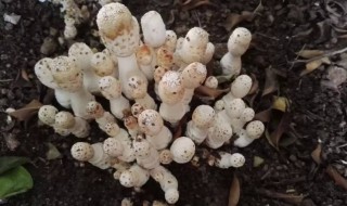 鸡腿菇出菇后怎样管理（鸡腿菇的处理方法）