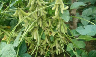 大豆的种植技术和方法（大豆的种植技术和方法以及会计科目）