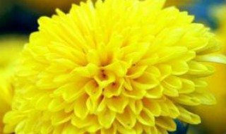 菊花代表什么花语 菊花代表什么花语和寓意