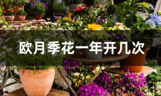 欧月季花一年开几次（欧月季花一年开几次花）