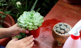 多肉烂根怎么处理 多肉植物烂根怎么处理