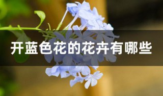 开蓝色花的花卉有哪些（开蓝色花的花卉有哪些品种）