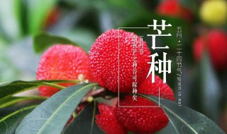 芒种时间要干什么 啥时间芒种