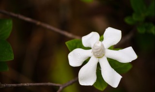 栀子花如何浇水（栀子花如何浇水?浇多水都有讲究,学会了才能养得好）