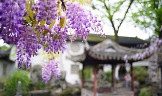 紫藤花的特点 紫藤花的特点和资料