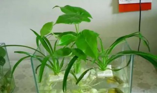水植花卉有什么 水栽植物有哪些