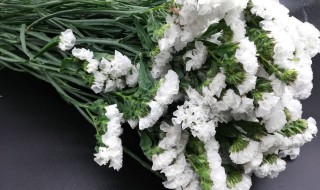 白色勿忘我的花语是什么（白色勿忘我 花语）