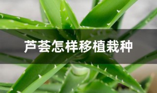 芦荟怎样移植栽种 芦荟怎样移植栽种好