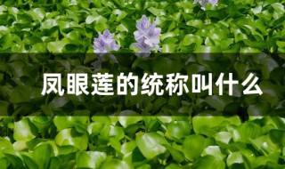 凤眼莲的统称叫什么 凤眼莲为什么叫凤眼莲