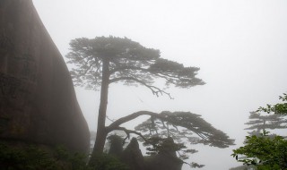 迎客松是什么松树 迎客松属于哪种松树