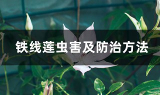 铁线莲病虫害及解决方法（铁线莲病害防治）