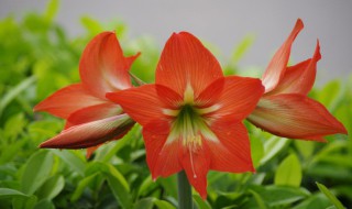 朱顶红开完花从哪里剪 朱顶红开完花从哪里剪枝