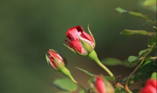 月季花的品种 月季花的品种及图片