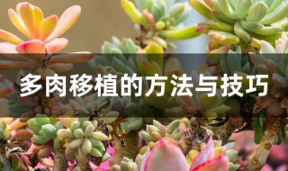 多肉移植的方法与技巧（多肉移植的方法与技巧图解）
