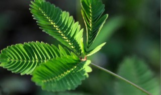 含羞草怎么养才能更旺盛（含羞草怎么养才能更旺盛一些）