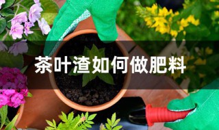 茶叶渣如何做肥料 茶叶渣如何做肥料沤肥