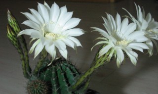白色仙人球花的花语 白色仙人球花语是什么
