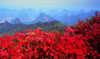 映山红嫁接时间和方法 映山红的嫁接方法,好不好嫁接?