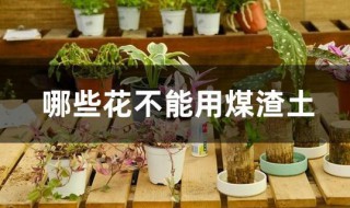 哪些花不能用煤渣土 泥土加煤渣适合种什么花