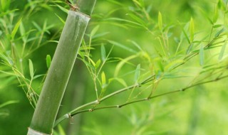 家中竹子开花了怎么办（家里的竹子开花怎么办）