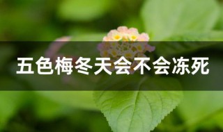 五色梅冬天会不会冻死（五色梅冬天会不会冻死）