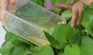 烟蒂水可以浇花驱虫吗（烟蒂水可以浇花驱虫吗视频）