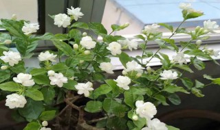 茉莉花叶子卷是什么原因（茉莉花叶子卷怎么回事）
