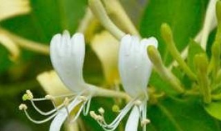 金银花叶子发黄发黑枯萎的原因（新种植的金银花叶子干枯发黄发黑）